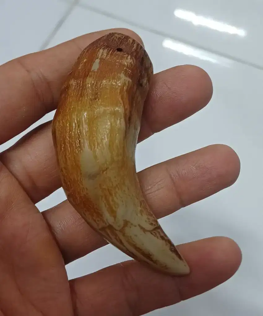 Gantungan taring original