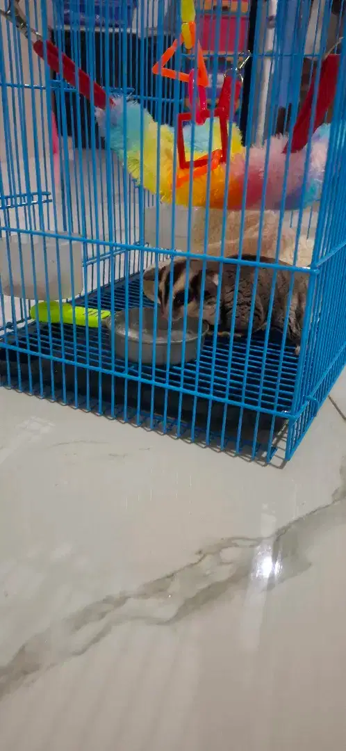 Dijual sugar glider joey