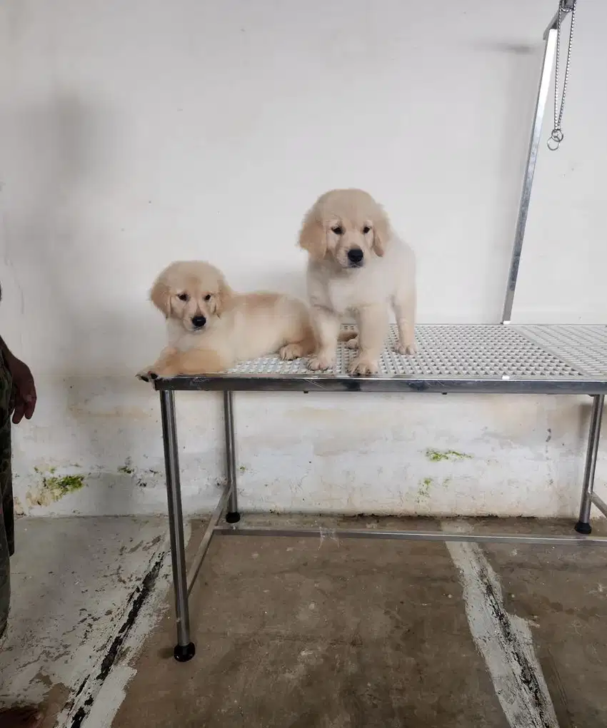 Golden Retriever Puppys 2bln Stambum Big Bone Bloodline Champion