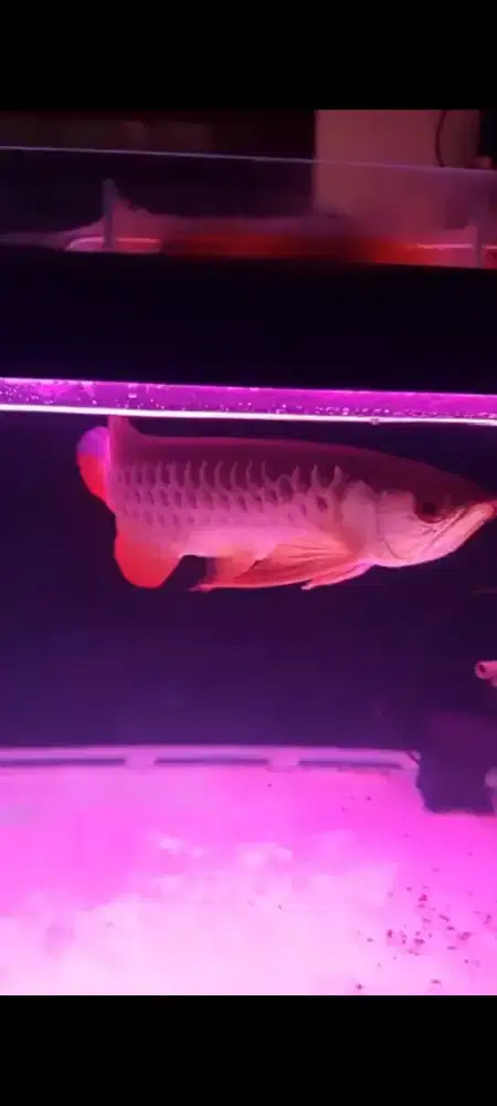 Arowana Golden Red