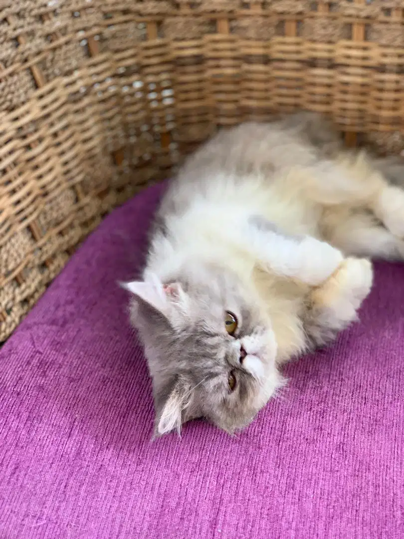 Kucing peaknose kitten