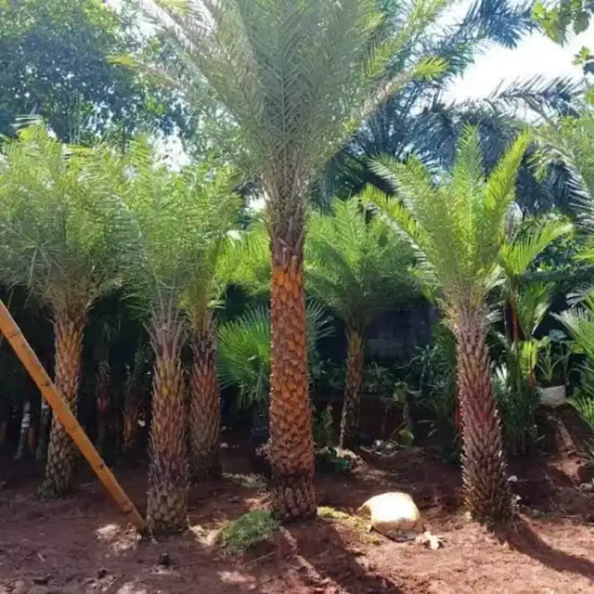 Jual pohon palem kenari