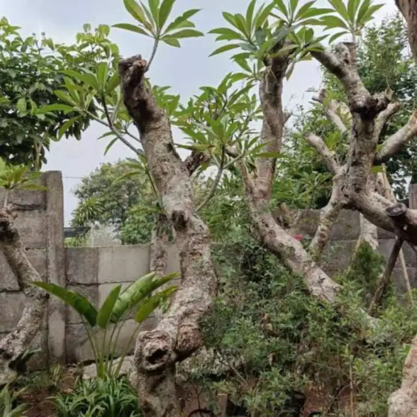 Jual pohon Kamboja posil