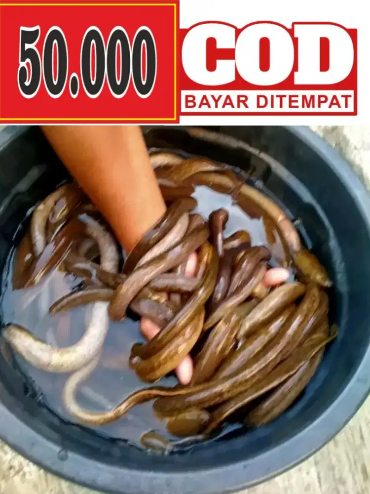 Bahan olahan segar (belut konsumsi)