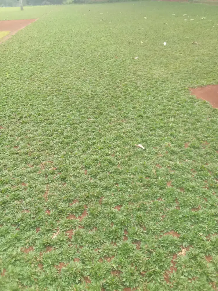 Tukang rumput taman gajah mini