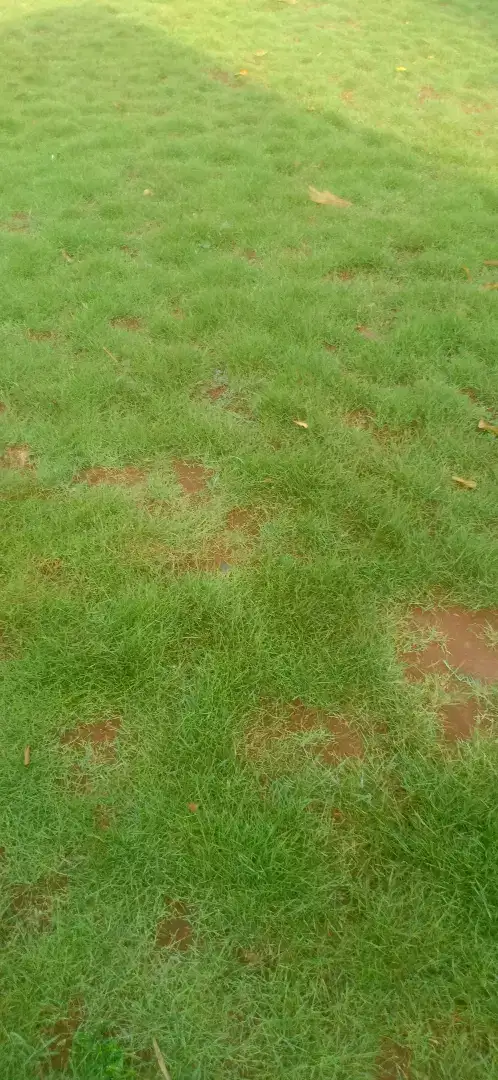 jual rumput jepang,tukang rumput taman