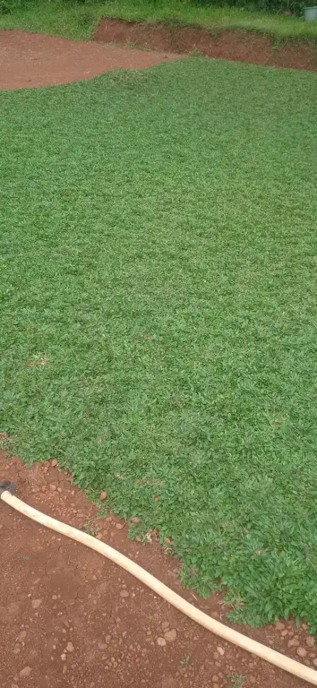 Rumput gajah mini berkwalitas terbaik