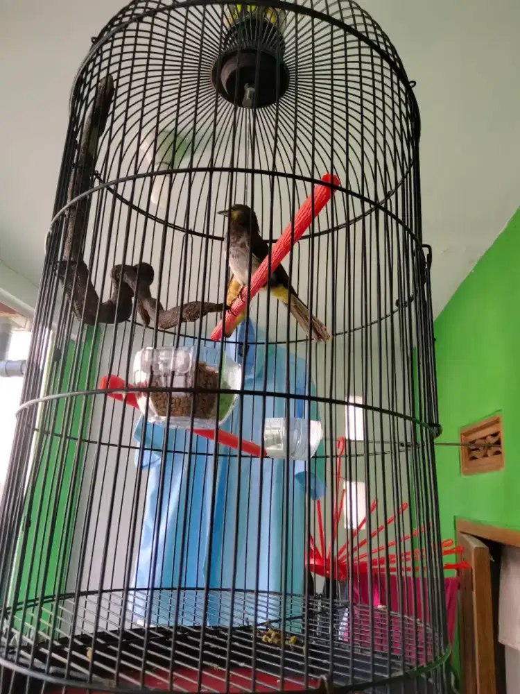 Burung cucak Wilis Rengganis murai love bird kenari Kacer Haur trucuk