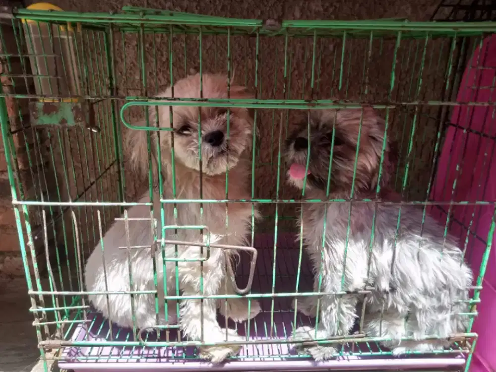 Sitsu, tsihzhu 4 ekor