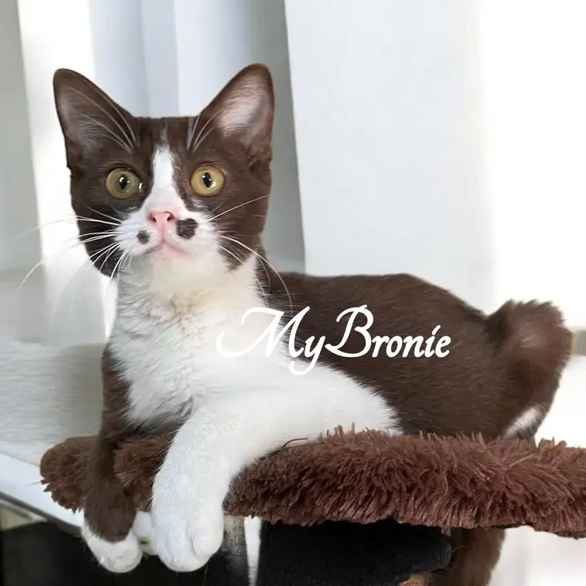 Kucing scottish straight coklat bicolor