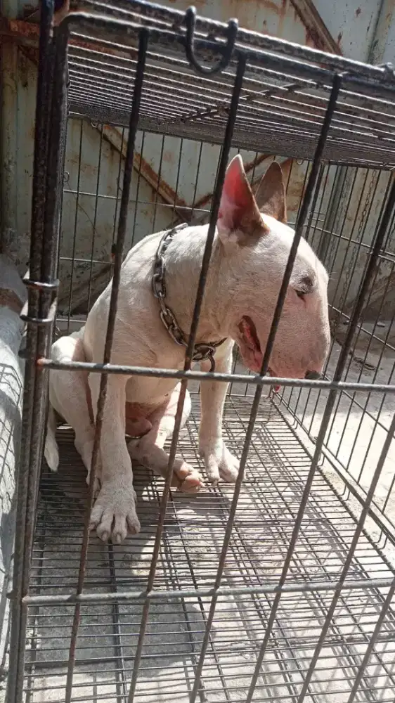 Pejantan darah import