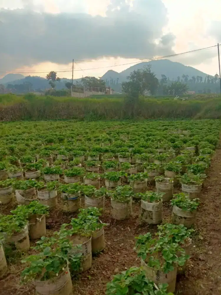 TANAH DI WISATA CIWIDEY ALAMENDAH