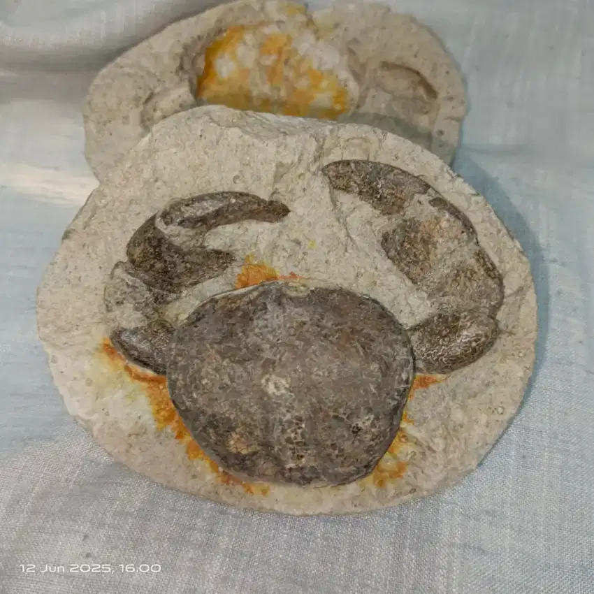 Barang antik fosil posil Batu kepiting original
