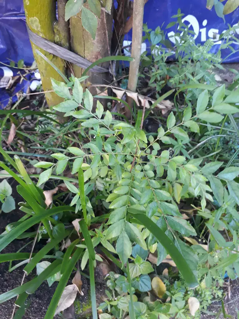 Daun kari (salam koja)