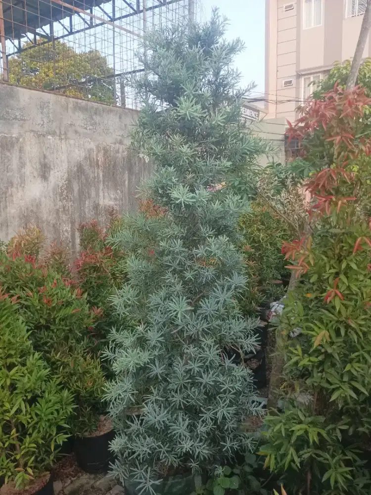 Pohon lohansung blueice (2) meter