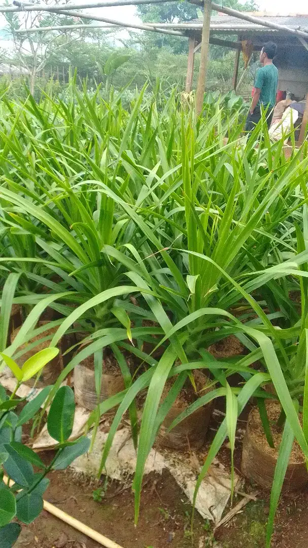 Pohon pandan bali tinggi 1mtr