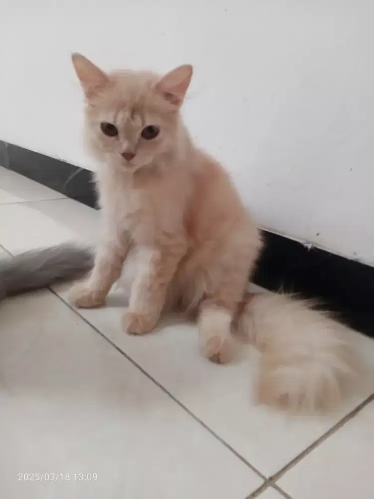 Kucing Persia Jantan umur 3,5bln, Gimbul Long hair, Sehat Lucu lincah