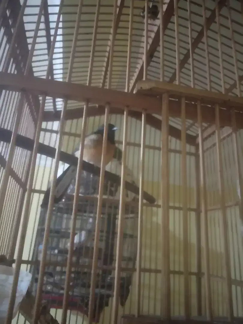 Burung murai batu