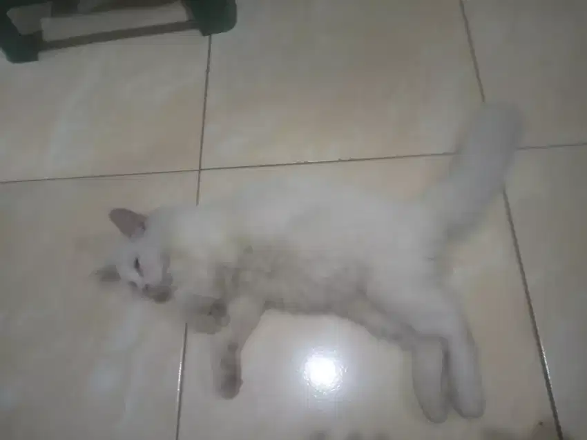 Kucing Persia anak-an