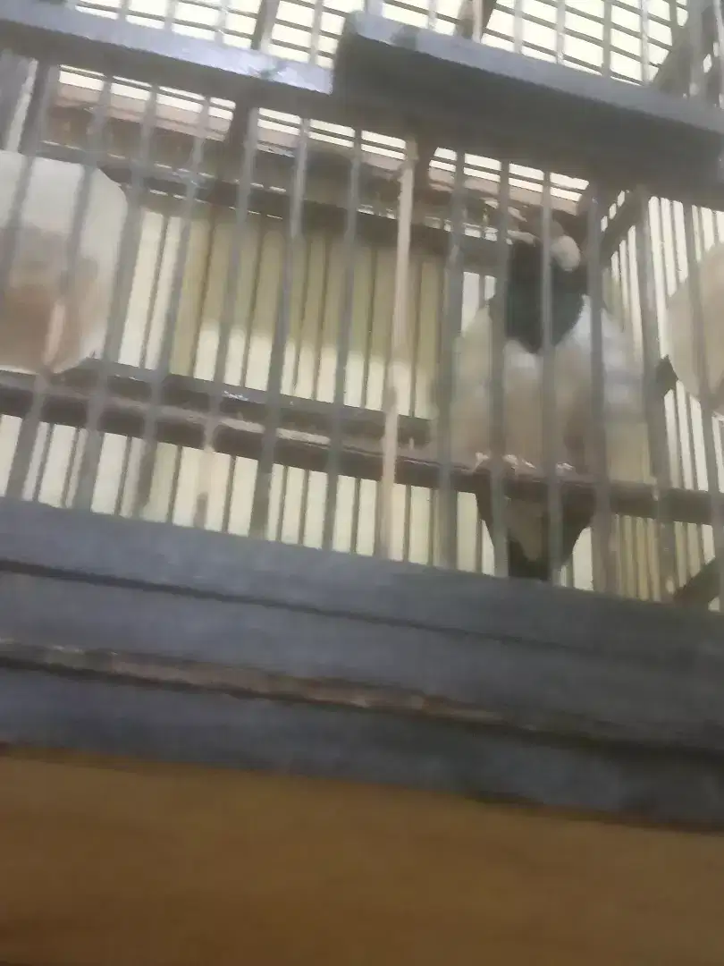Burung jalak suren gacor