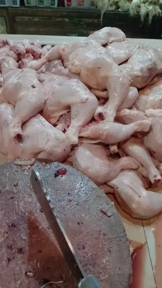 Jual ayam potong