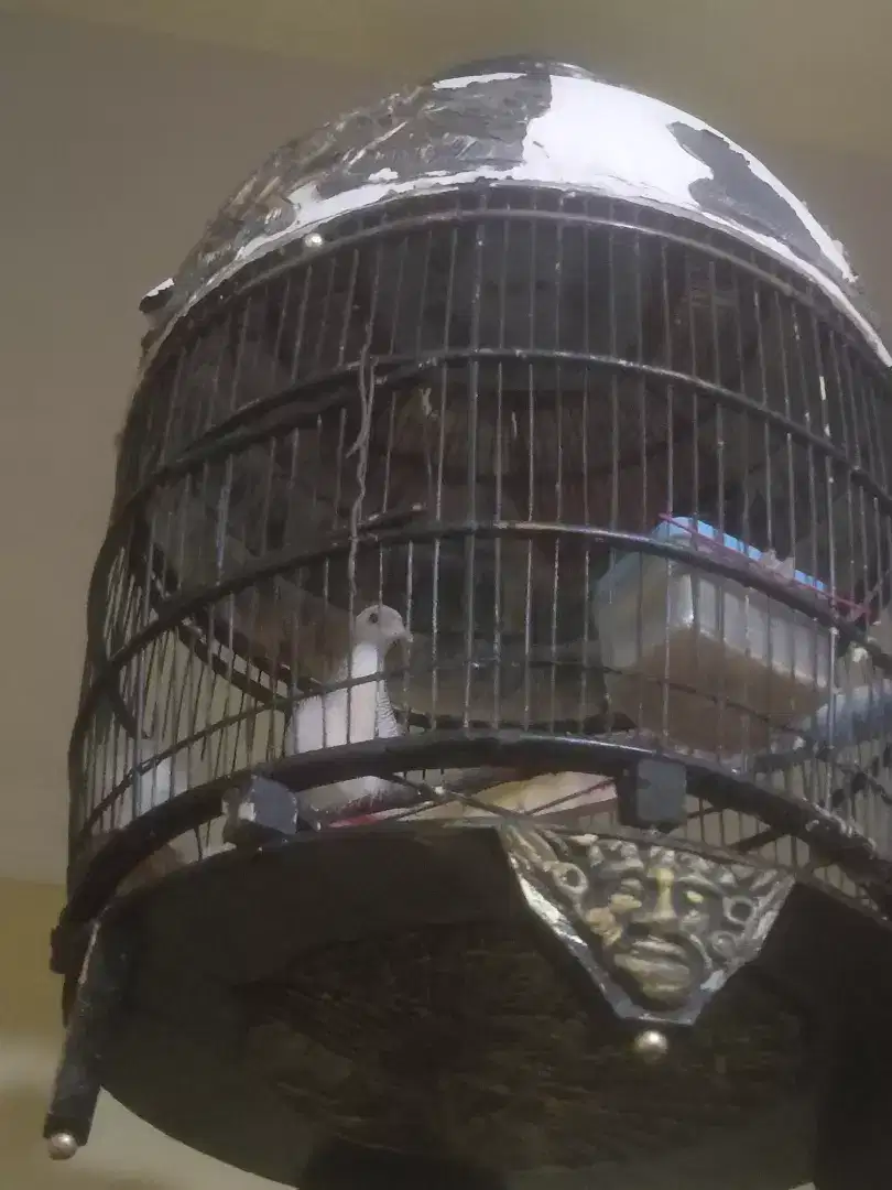 Burung perkutut sirver perak
