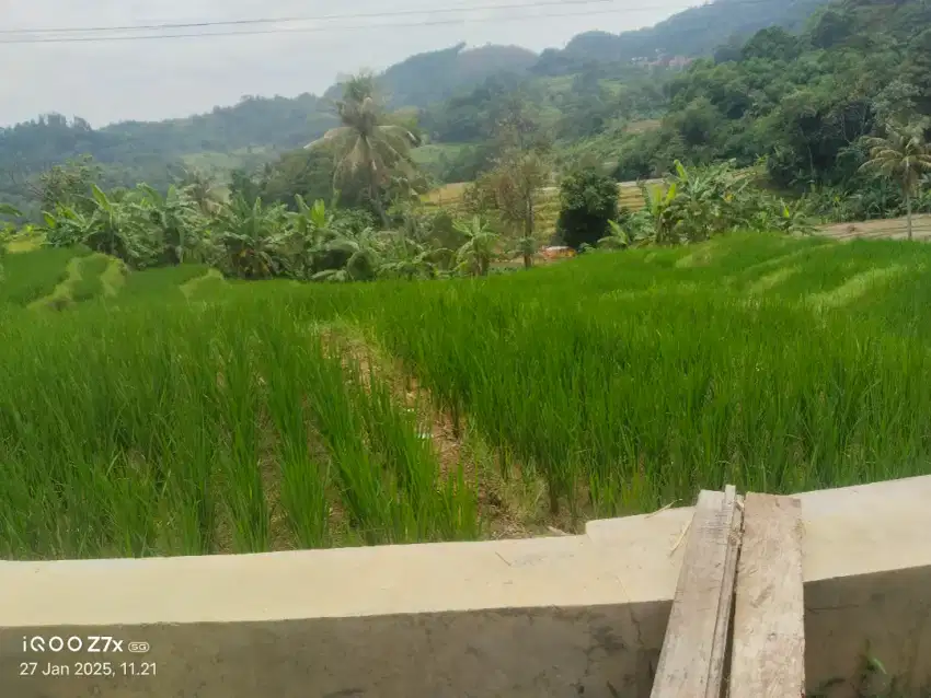 Sawah dijual cepat