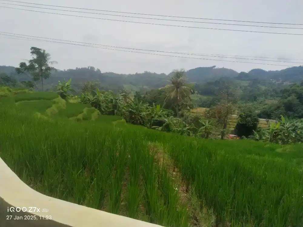 sawah jual cepat bantar sari subang