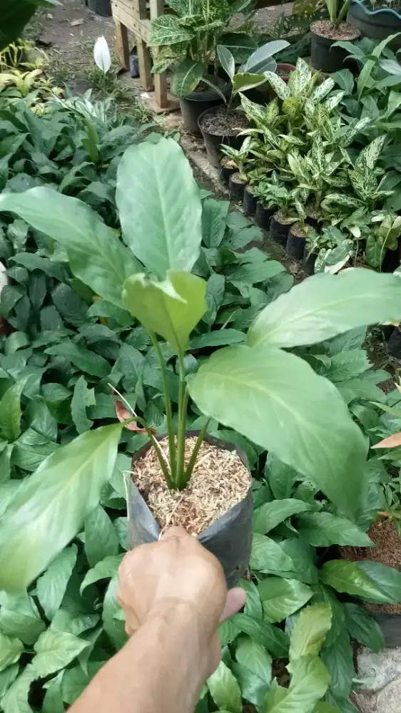 Jual pohon sepatu pilum/peach lili