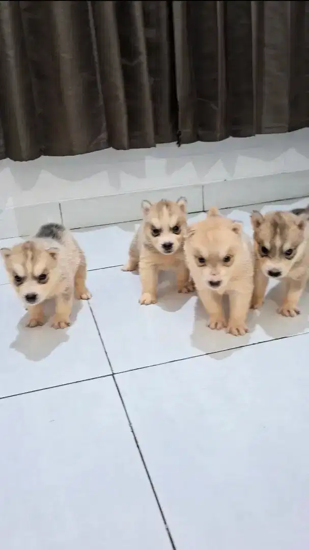 4 ekor Siberian Husky