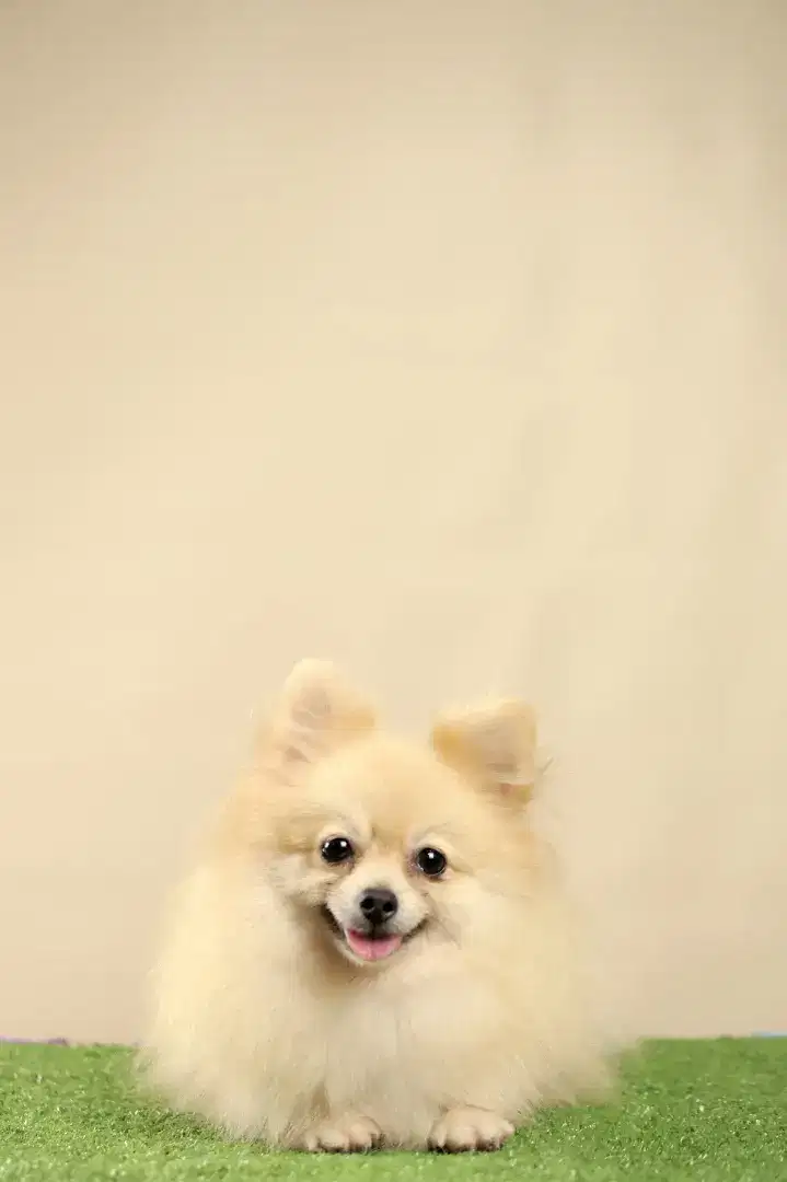 Superminipom stambum microchip