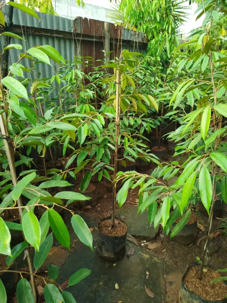 Bibit durian duri hitam / black trom / oce