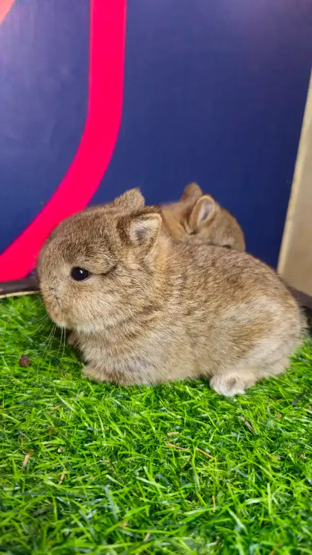 Kelinci netherland dwarf