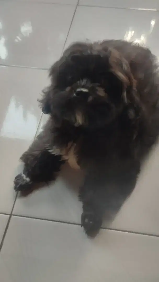LOKASI Tangerang. Dijual anak anjing Shitzu x Poodle 3bulan