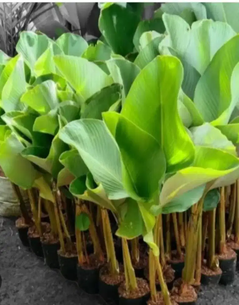 Tanaman pisang calatea