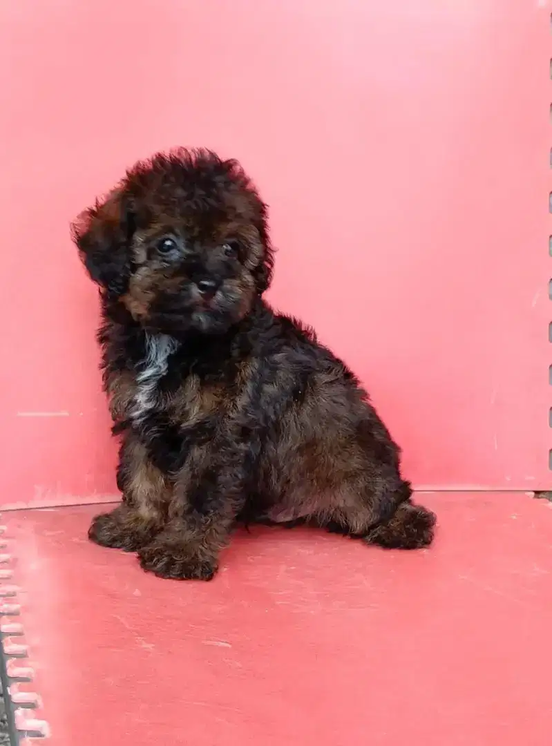 Poodle Toy Jantan Phantom Vaksin
