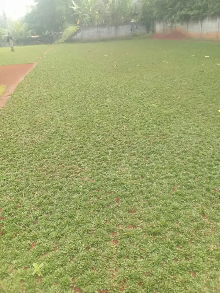 Tukang rumput gajah mini