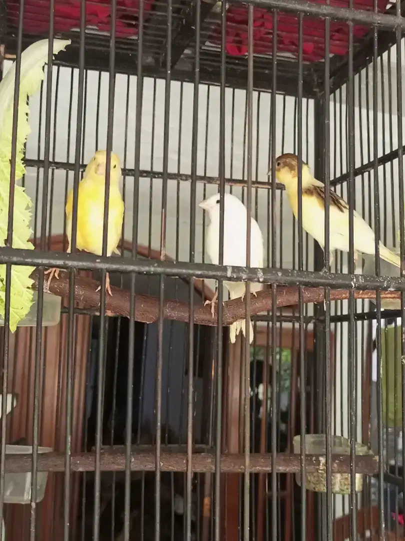 Kenari F1 Anakan Paud Jantan