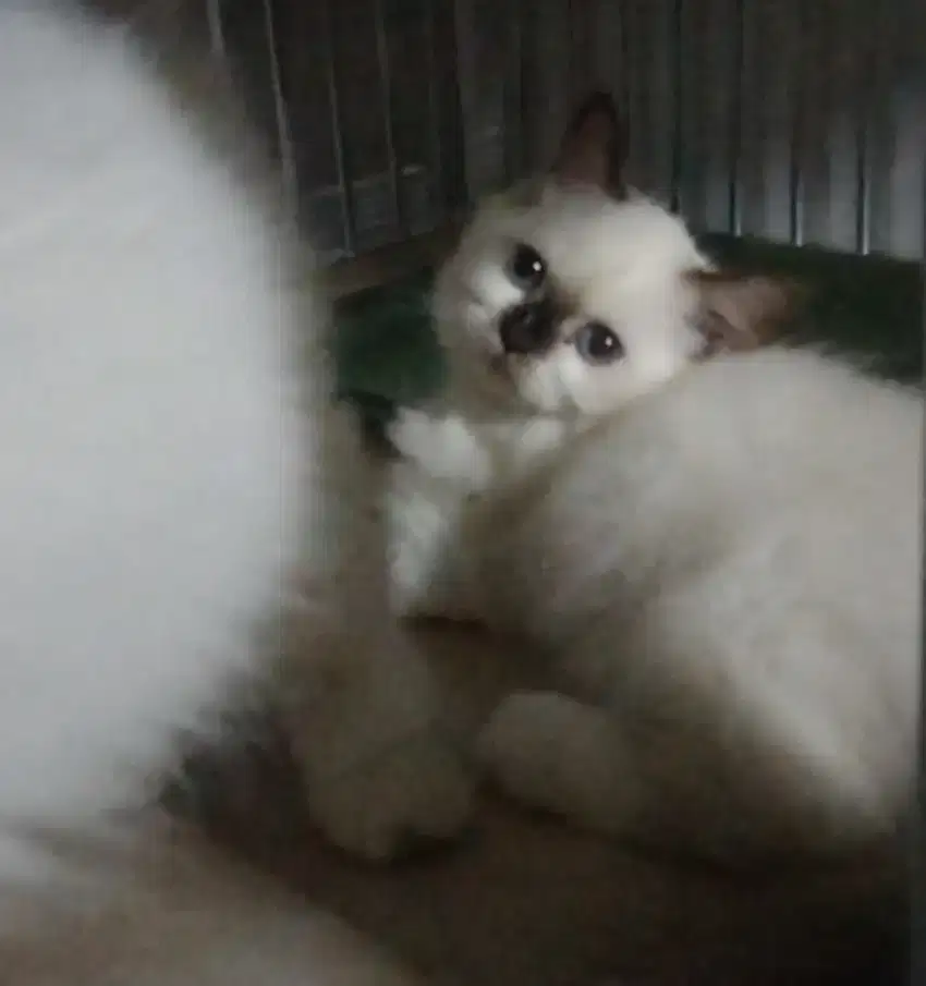 Kitten Himalaya Ragdoll berina