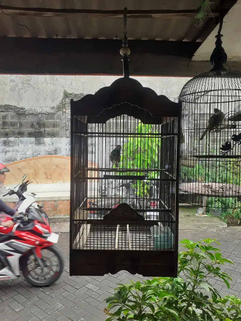 Burung anis macan atau amnan+sangkar burung udah bunyi ngeplong