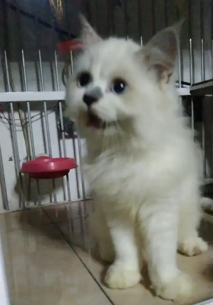 Kucing Ragdoll betina Kitten