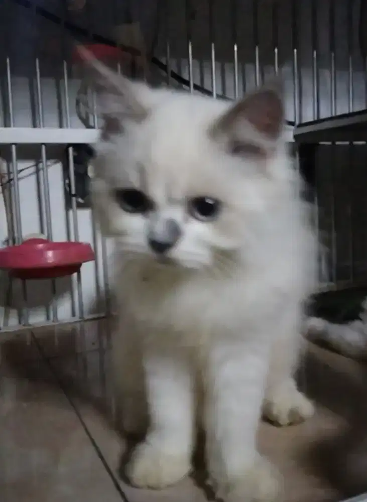Kitten Himalaya Jantan