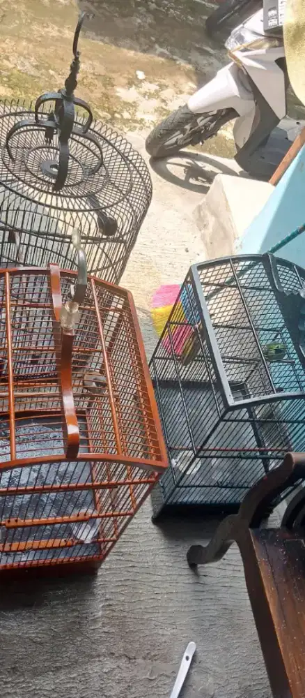 Jual cepat burung murai, hijau, & pentet