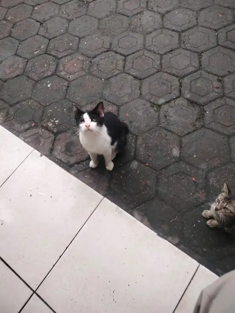 Aksesoris cat . G.y.p.s.u.m