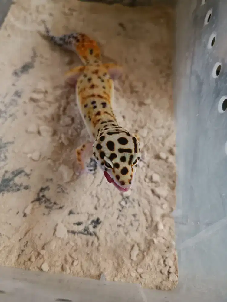 Jual gecko Rp. 350.000 nego