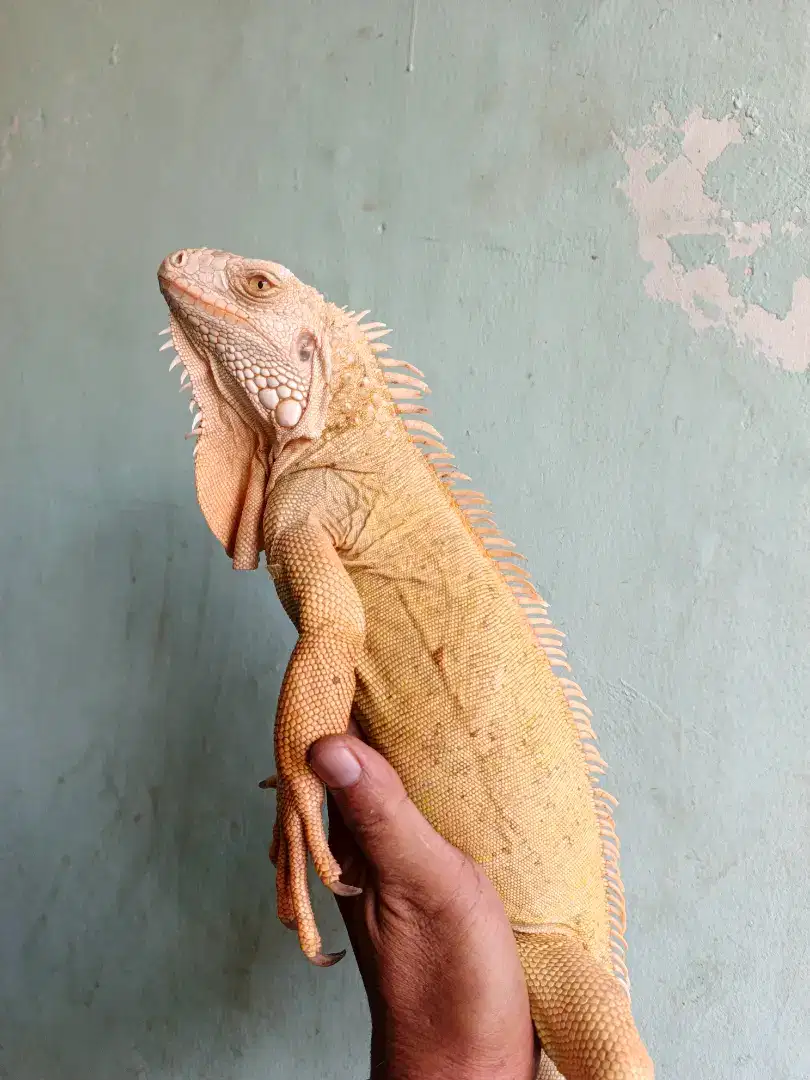 Iguana albino indukan 3 ekor