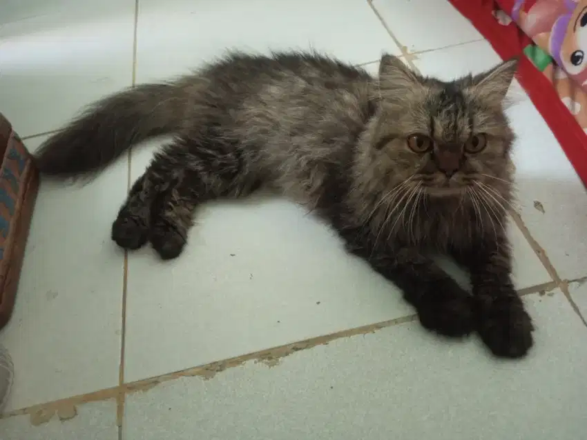 Kucing Persia, Silangan British longhair