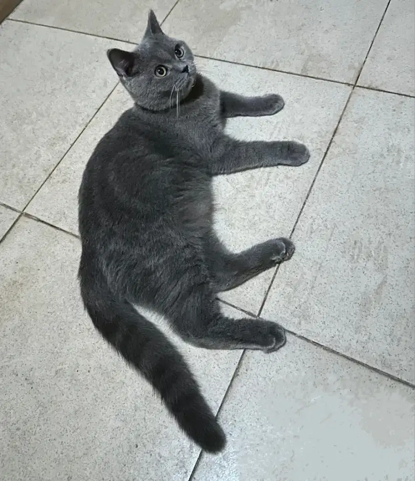 BSH Blue 11 Bulan Jantan Pure British Shorthair Parents All PED