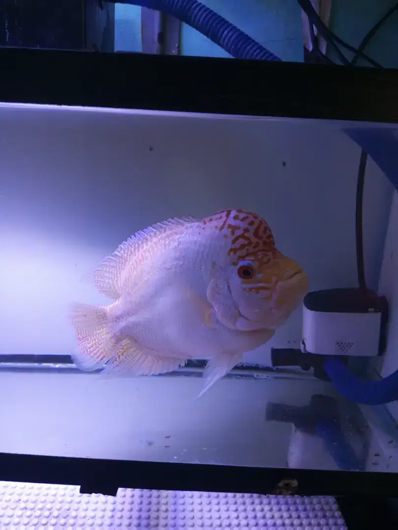 Ikan louhan Golden Base