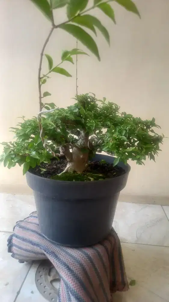 Bonsai Anting Putri Small Kelas Kontes
